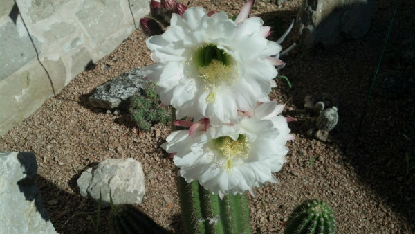 2013-04-05_10-cactus