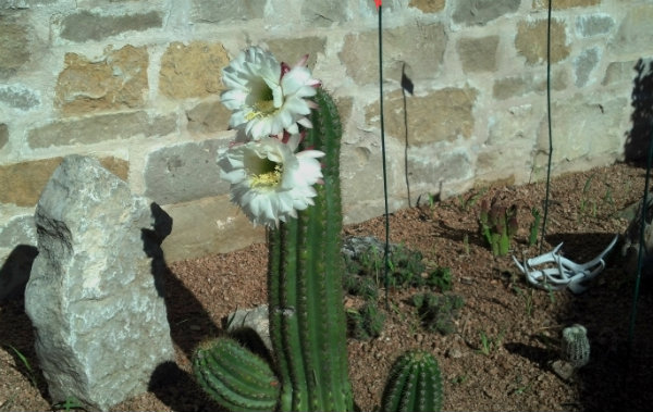 2013-04-05_cactus