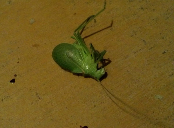 IMG_20130612_23bug