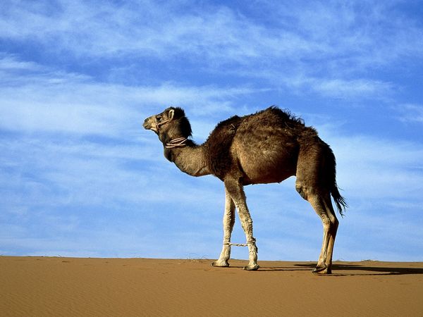 arabian-camel_223_600x450