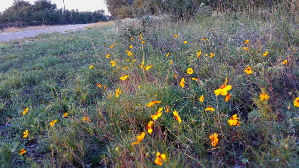 20131018_183flower