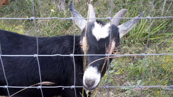 20131103_153243goat