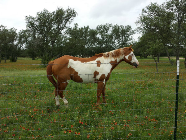 20140618_112horse