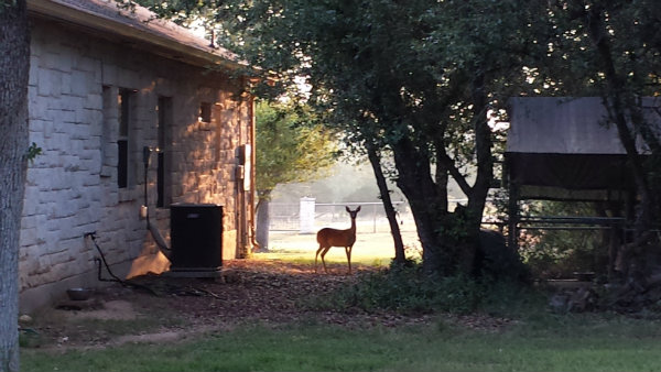 20140804_073222deer