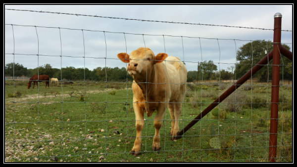 20150201_083342cow