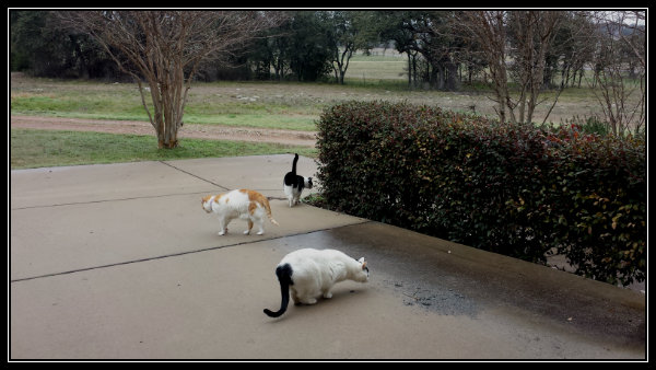 20150302_125345cat