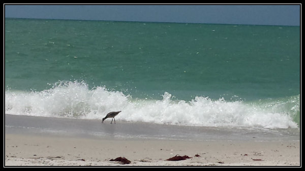 20150423_133130gull2