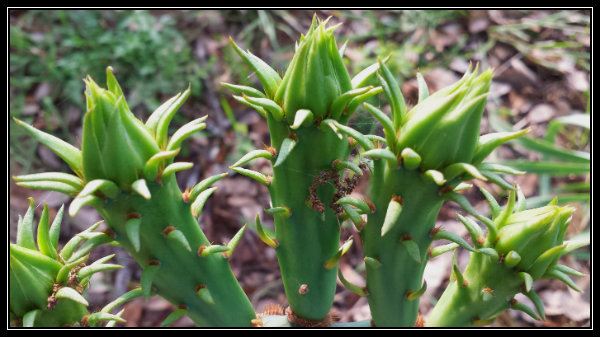 20150426_185403cacti