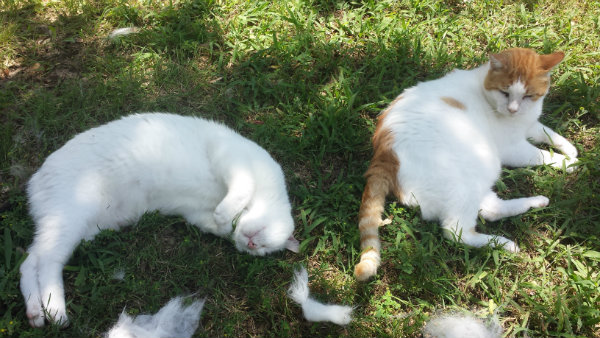 20150606_142615cats