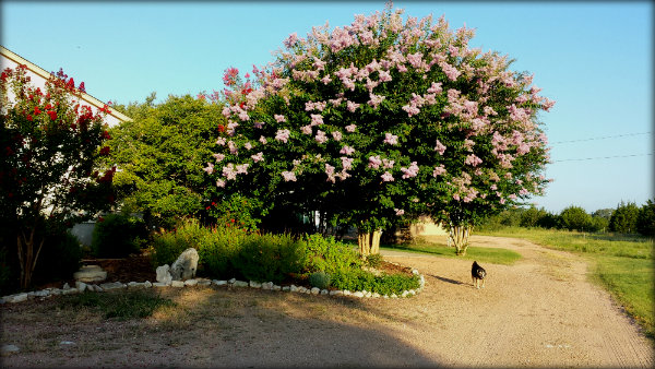 20150717_073825tree