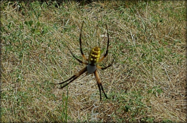 20150717_161002spider