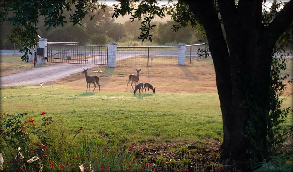 20150804_072200deer