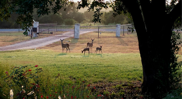 20150804_072207deer2