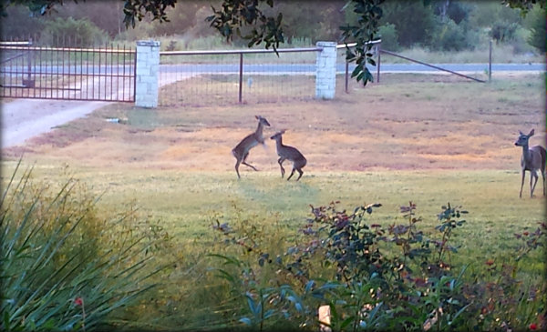 20150809_071601 (1)deer