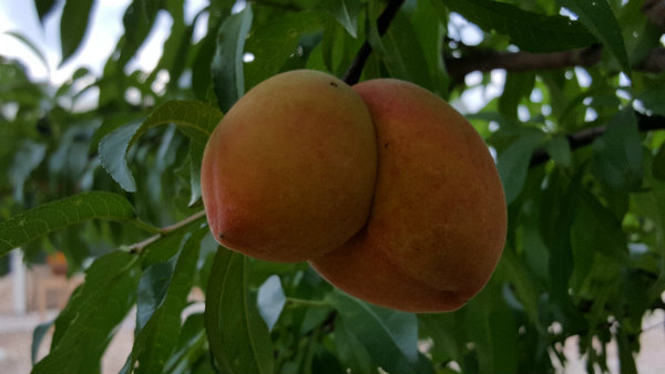 20160601_195629 (1)peach