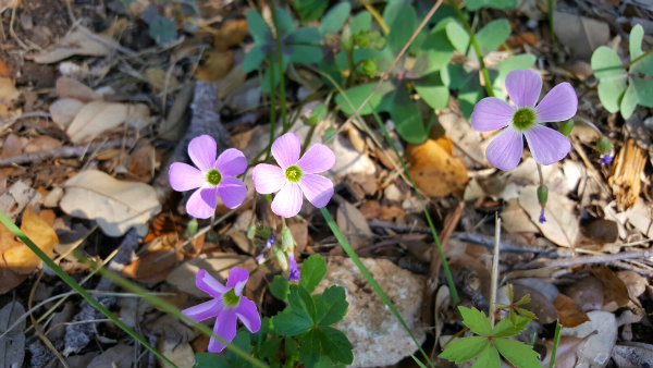 20160919_154746-1weeds