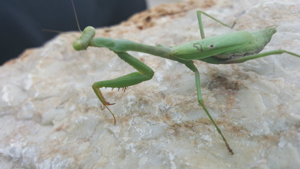 20161018_170339mantis