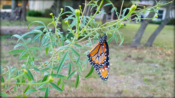 20161026_080453butterfly